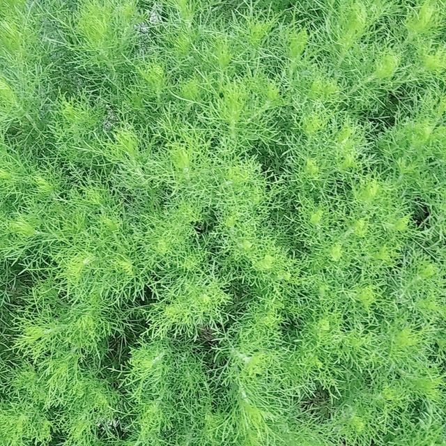 Leaf plants 6