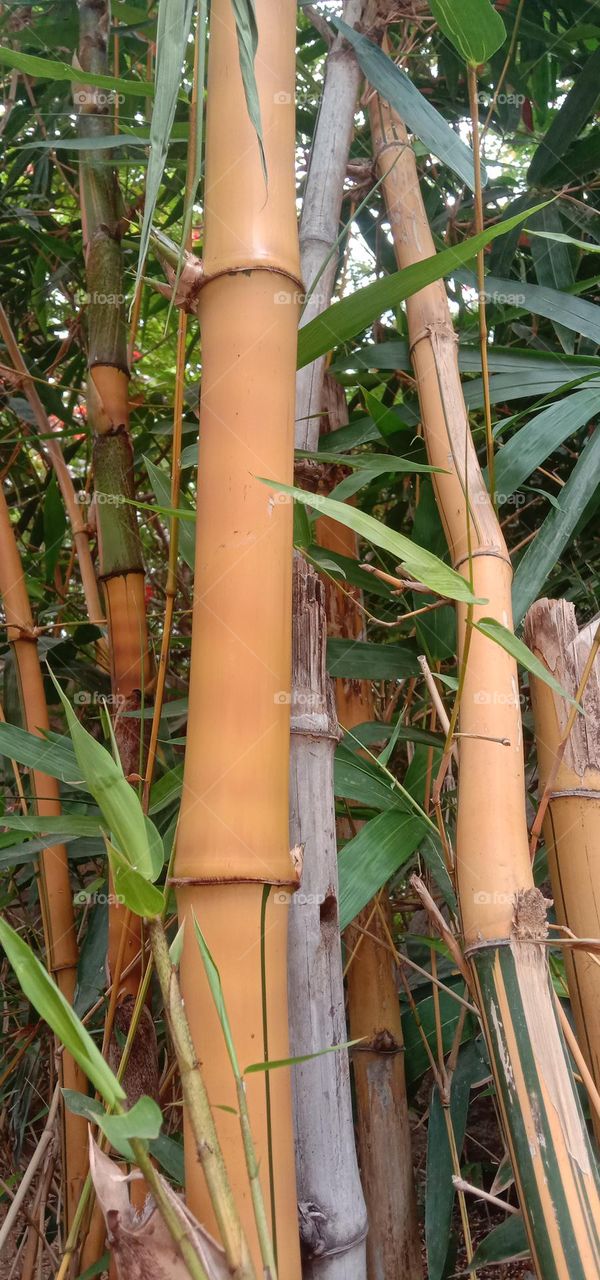 bamboo plants