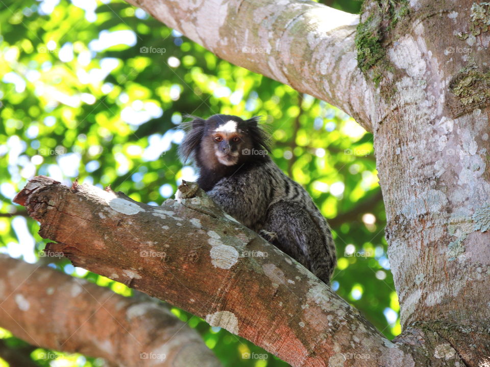 Wied's marmoset