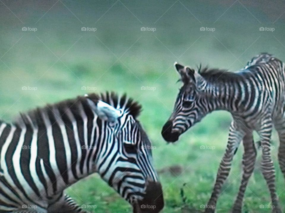 two zebra