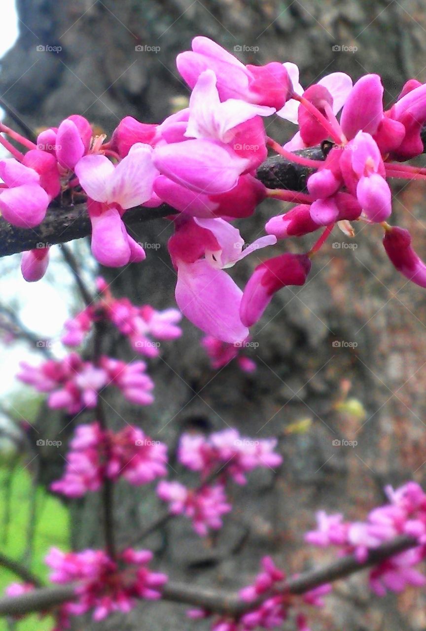 Flower, Nature, Branch, Flora, Blooming