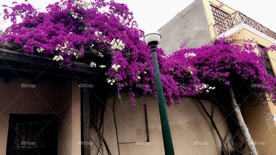 Perú flowers 