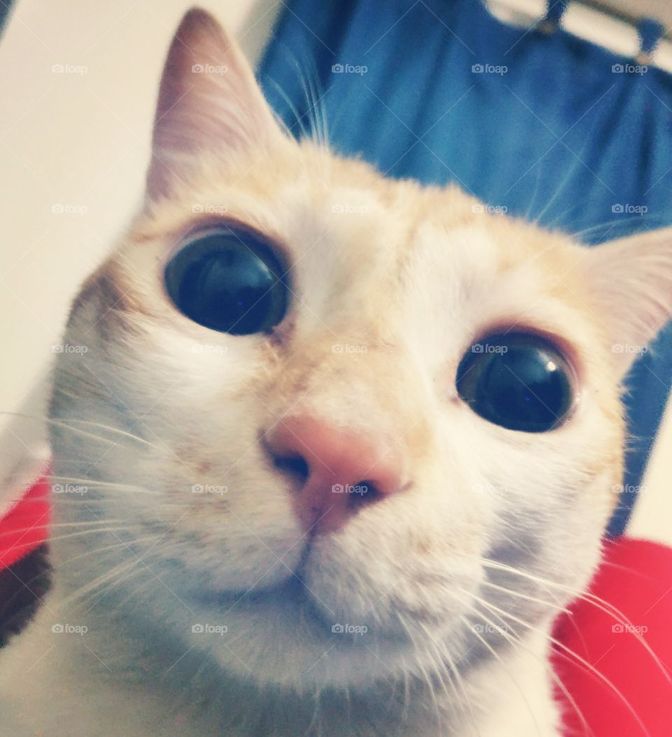 Cat watching in the camera