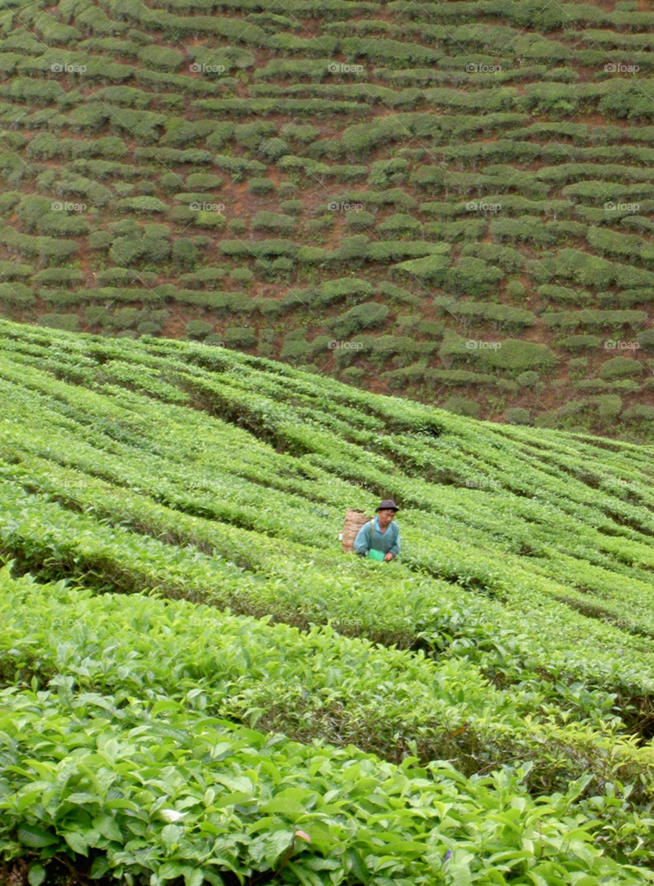 green tea malaysia worker by Kamisaraki