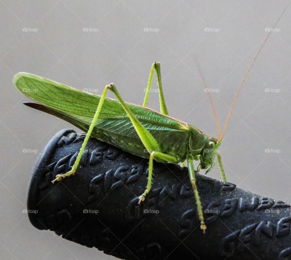grasshopper on my bike
