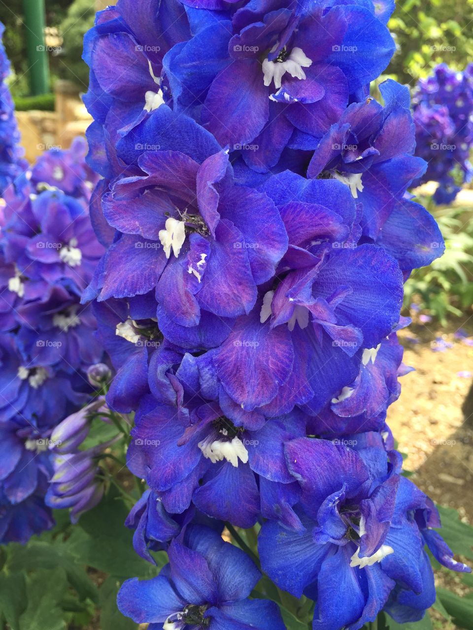 Close-up of violet flowers