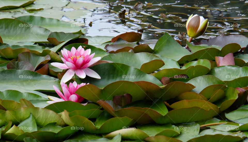 Alluring lotus pond