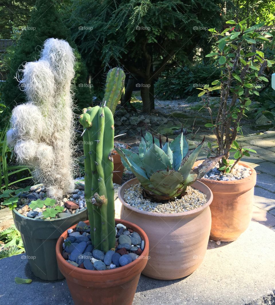 Different kinds of potted cactus
