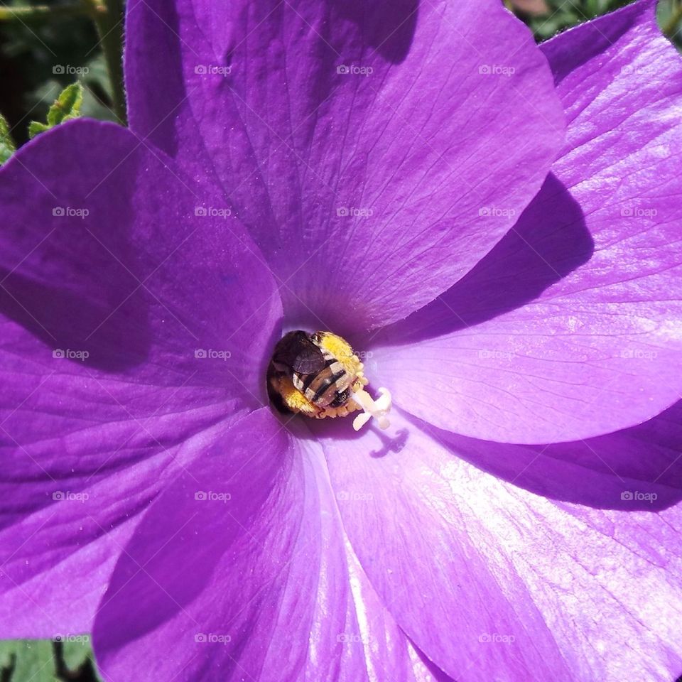 Bee in flower