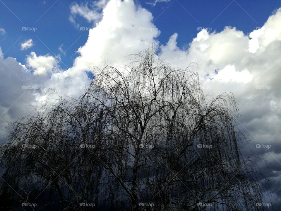 amazing blue sky with perfect white clouds and dry tree