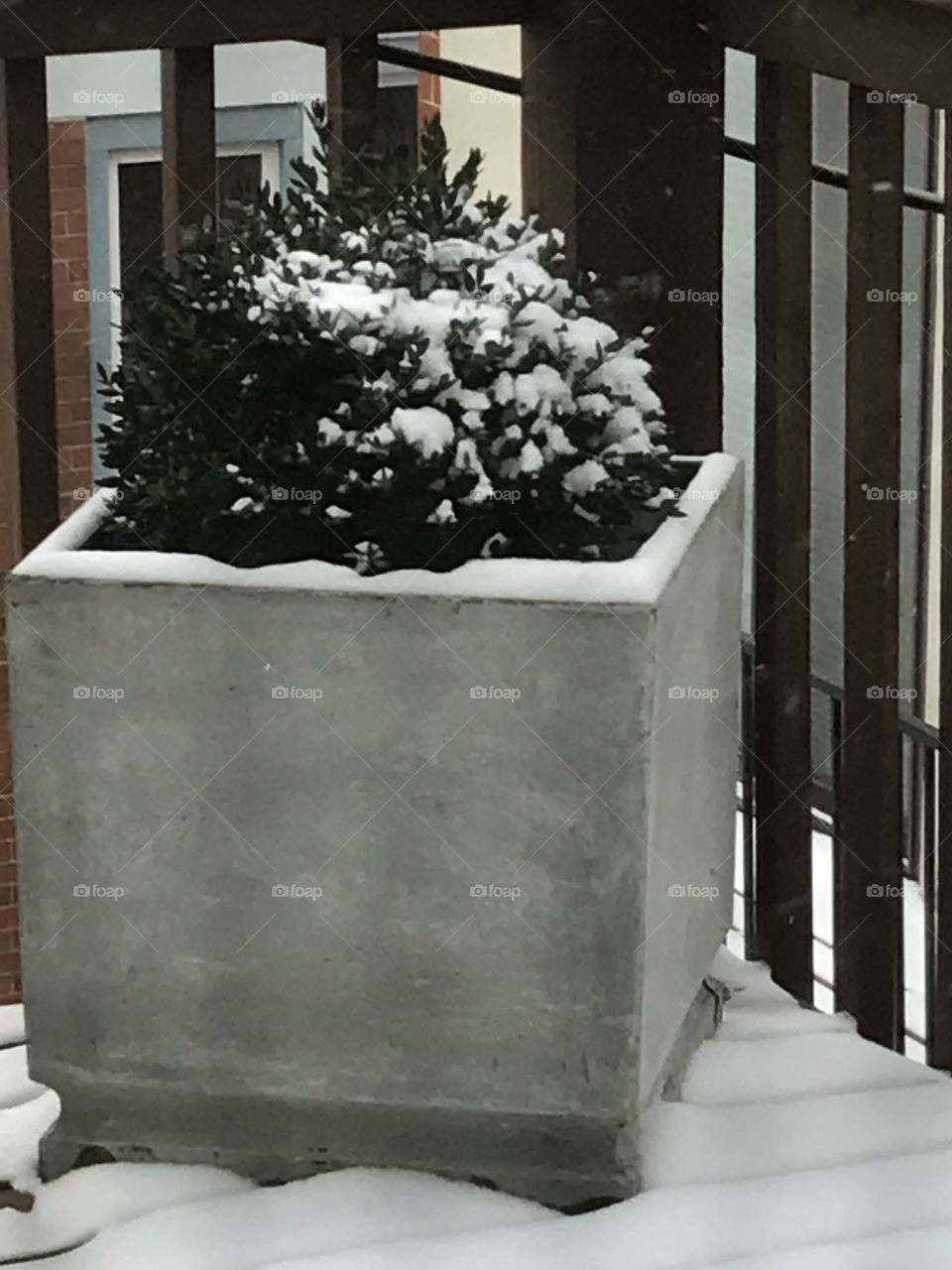 A snowy plant