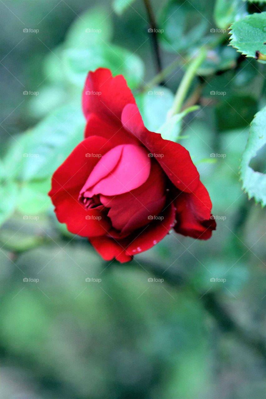 red rose against green.