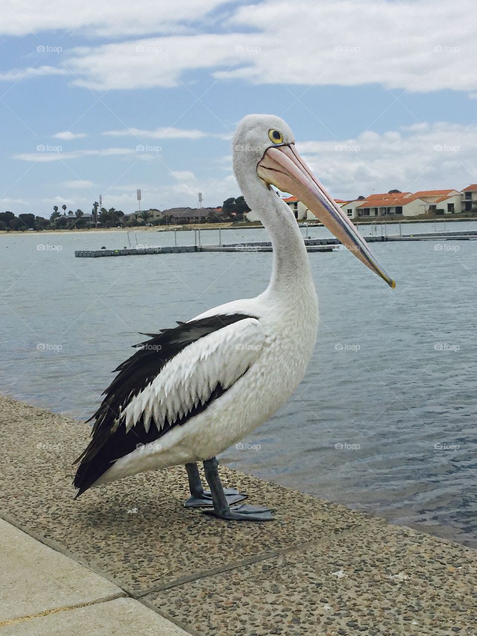 Pelican