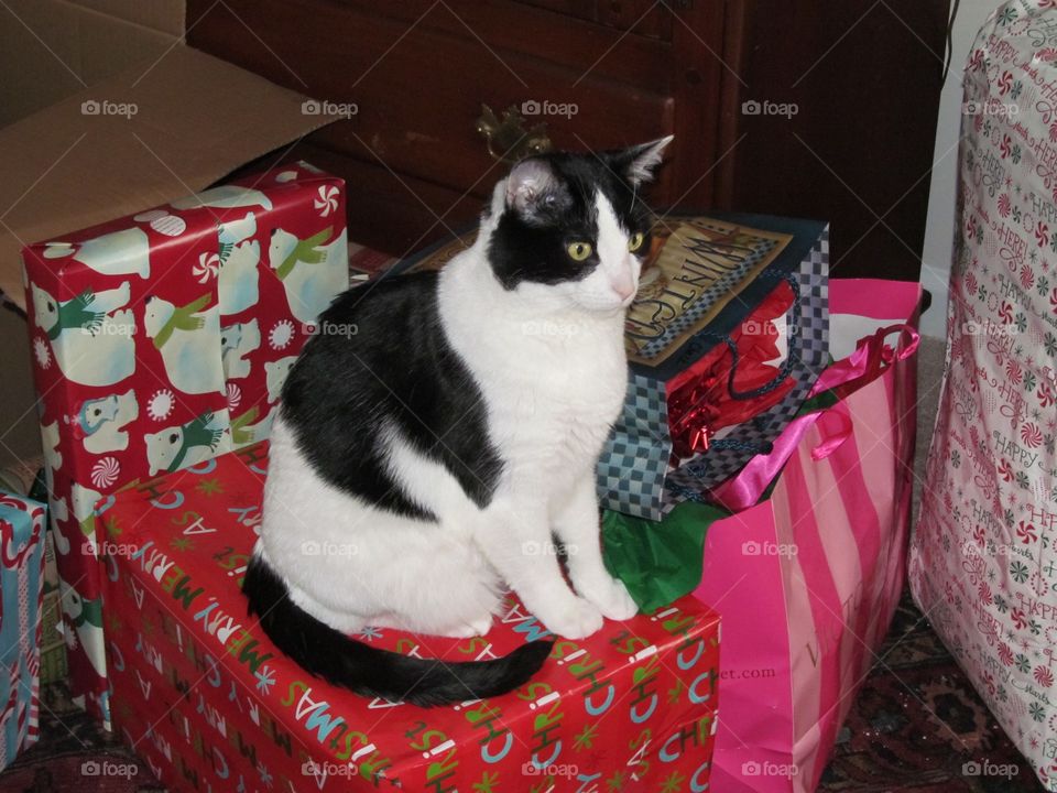 Cutest Pet in the World