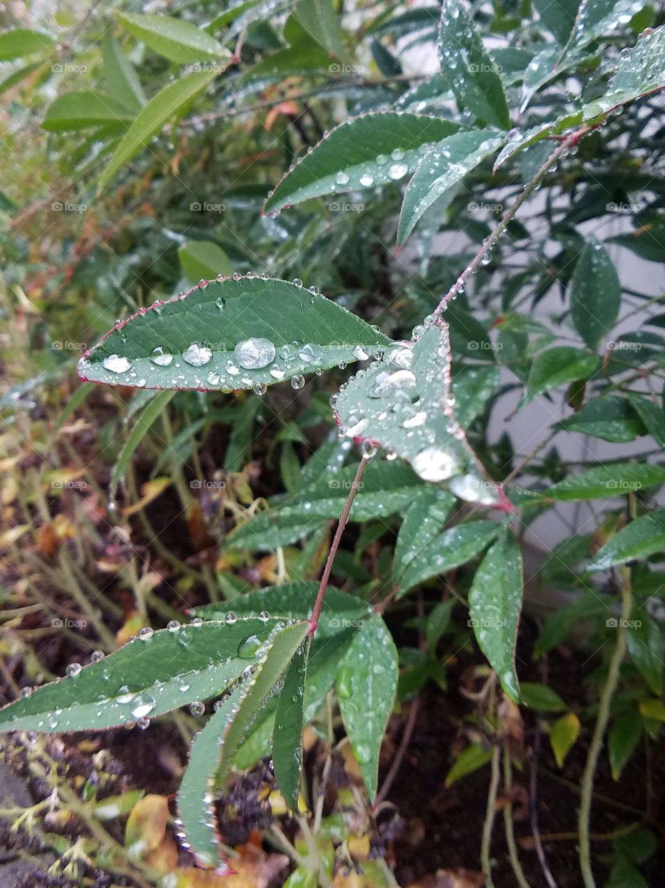 Rain drops
