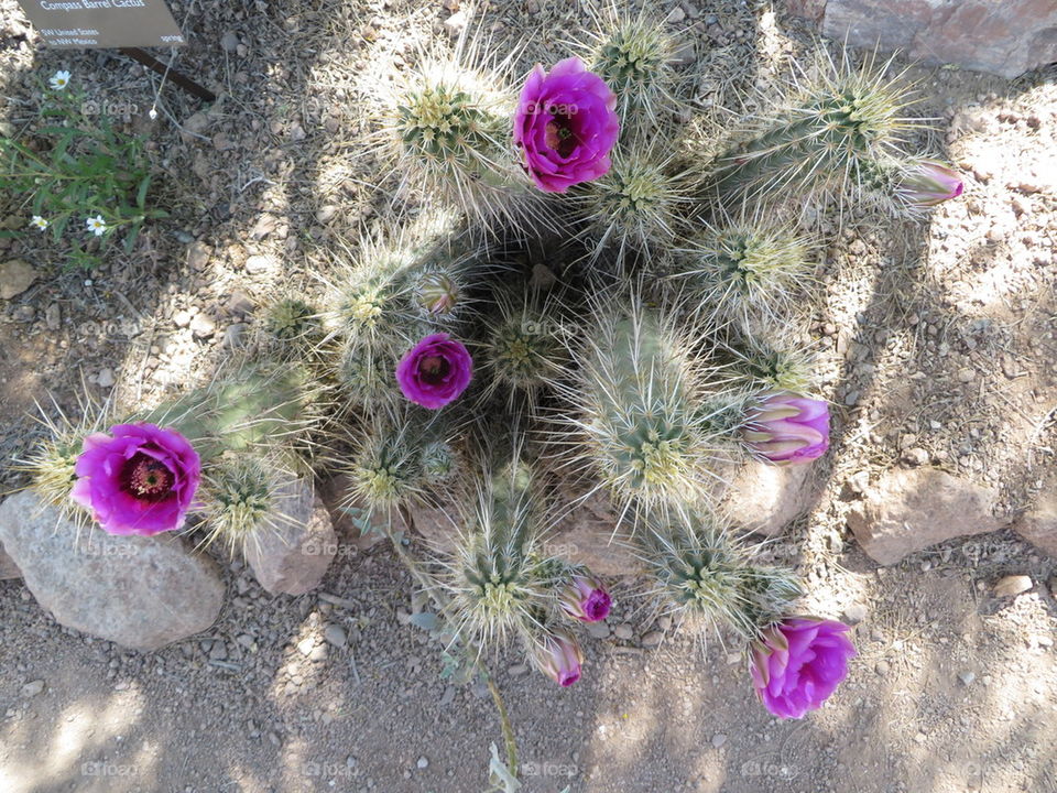 desert cactus