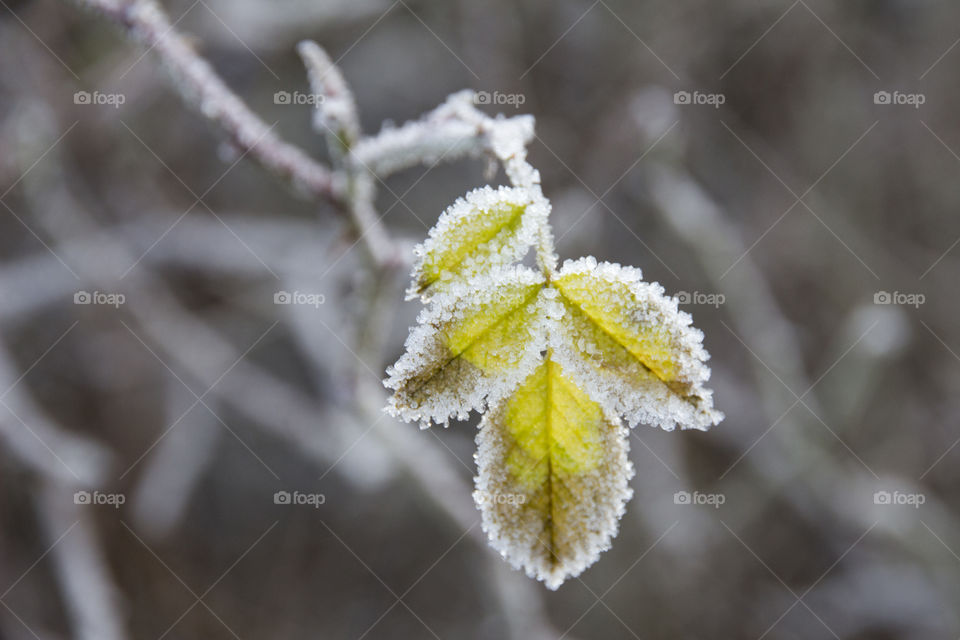 Frost on green leaves - frosty