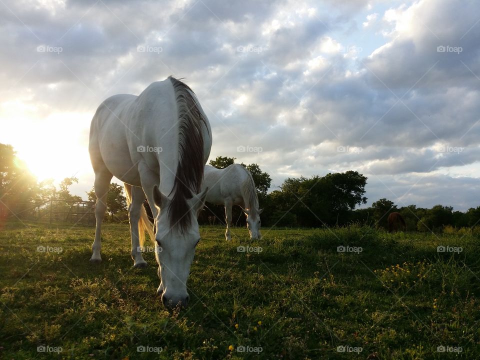 Horses Grazing at Sunset