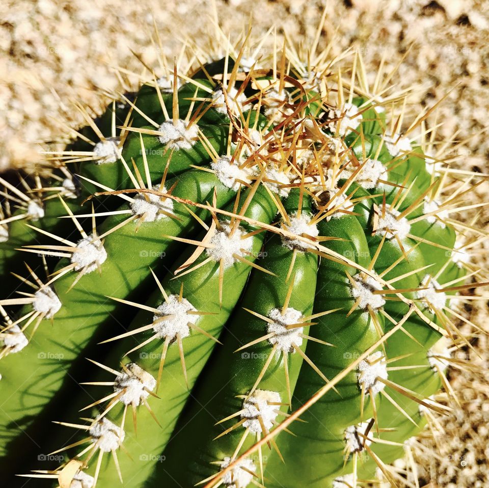 Cacti Needles