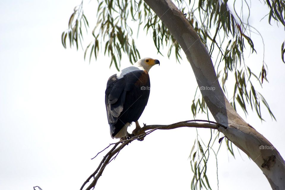 A close up shot of a fish eagle 