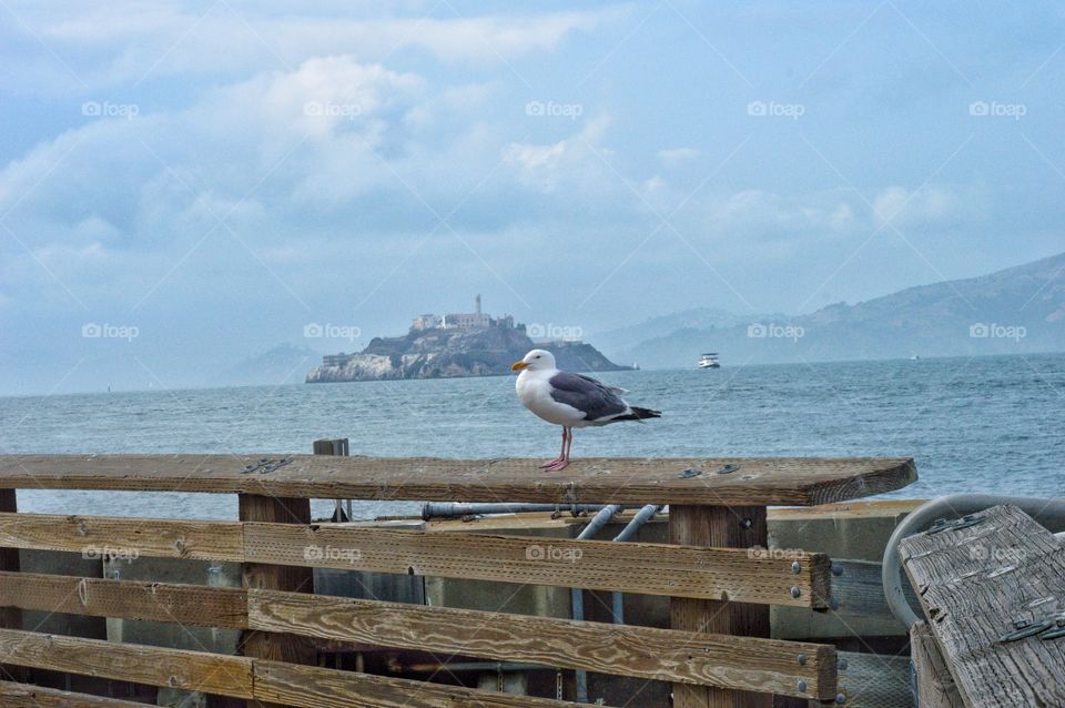 Seagull Alcatraz