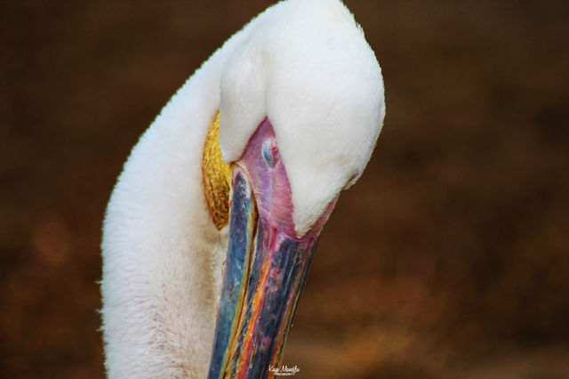 The Pelican