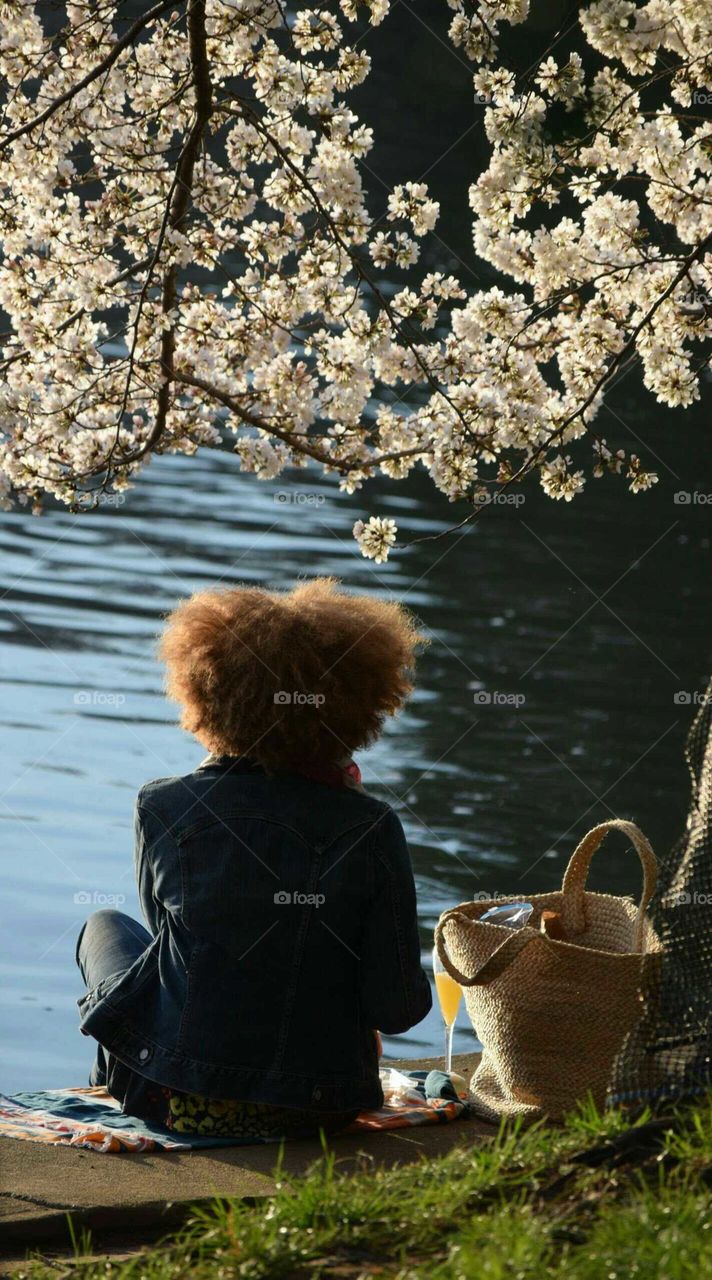 Mimosa on the Tidal Basin