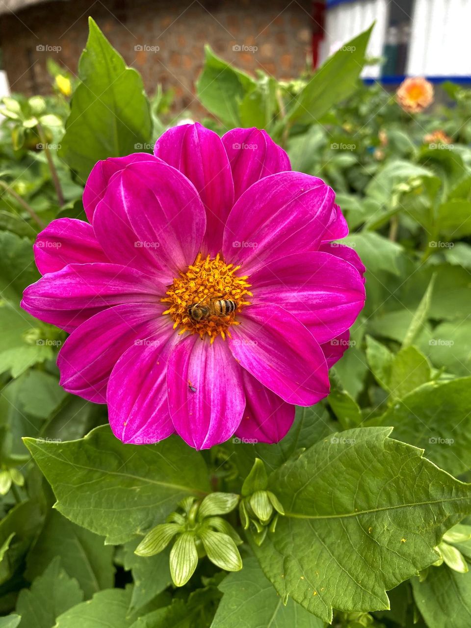 Pink flower with a bee