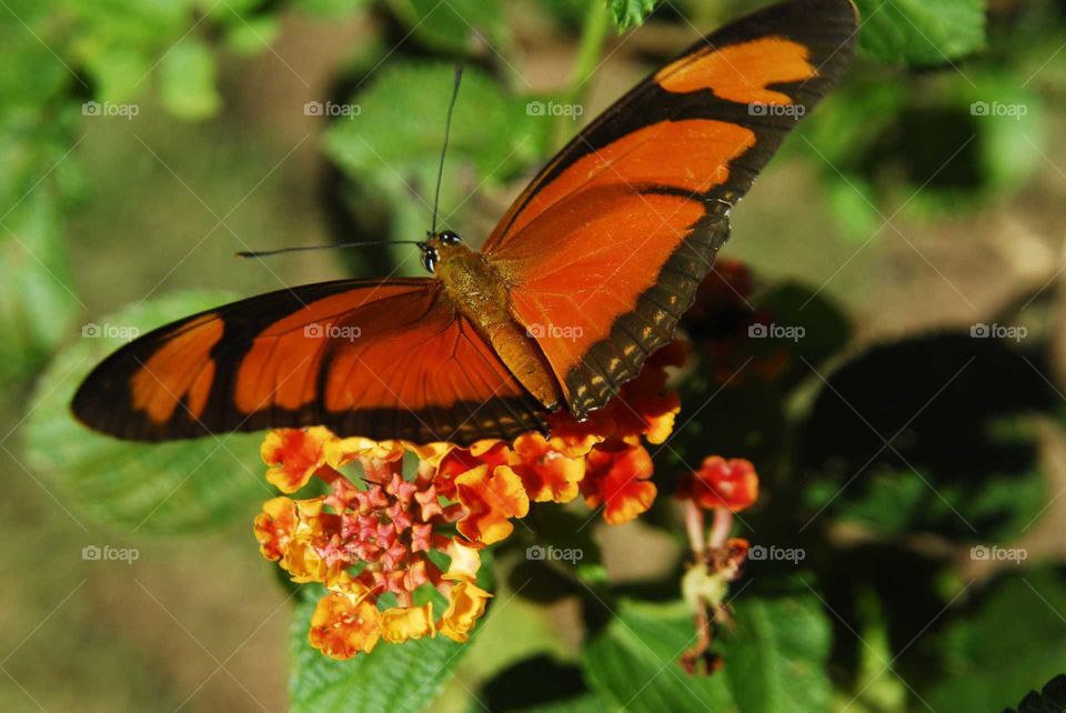 a special and colorful butterfly on the yellow flower