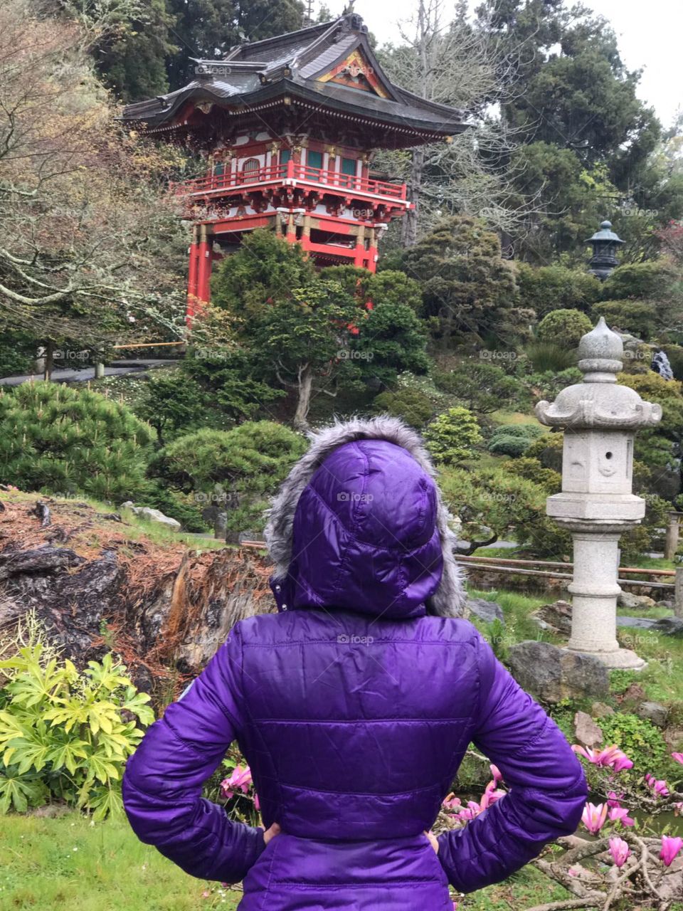A woman with a purple coat admiring the view of Japanese tea garden 