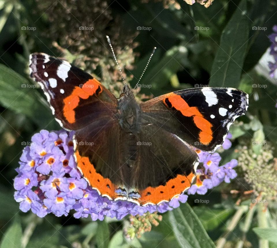 Butterfly tortoise-shell