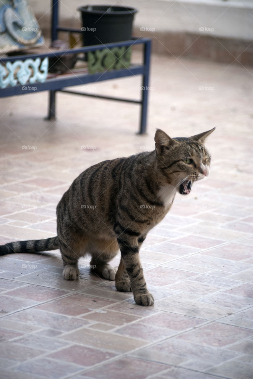 Missy Meow multitasking, yawning and starting to walk.