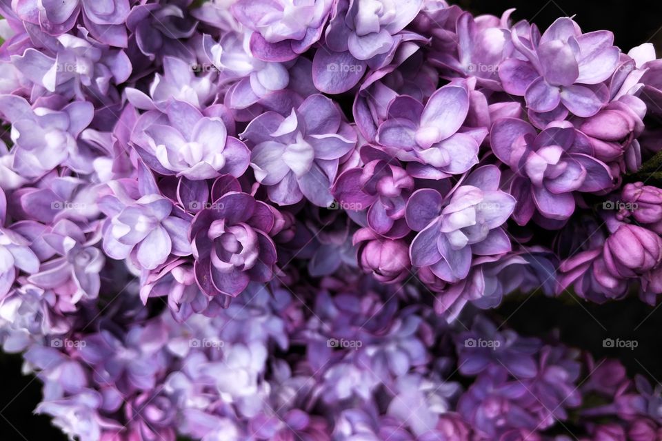 terry purple lilac