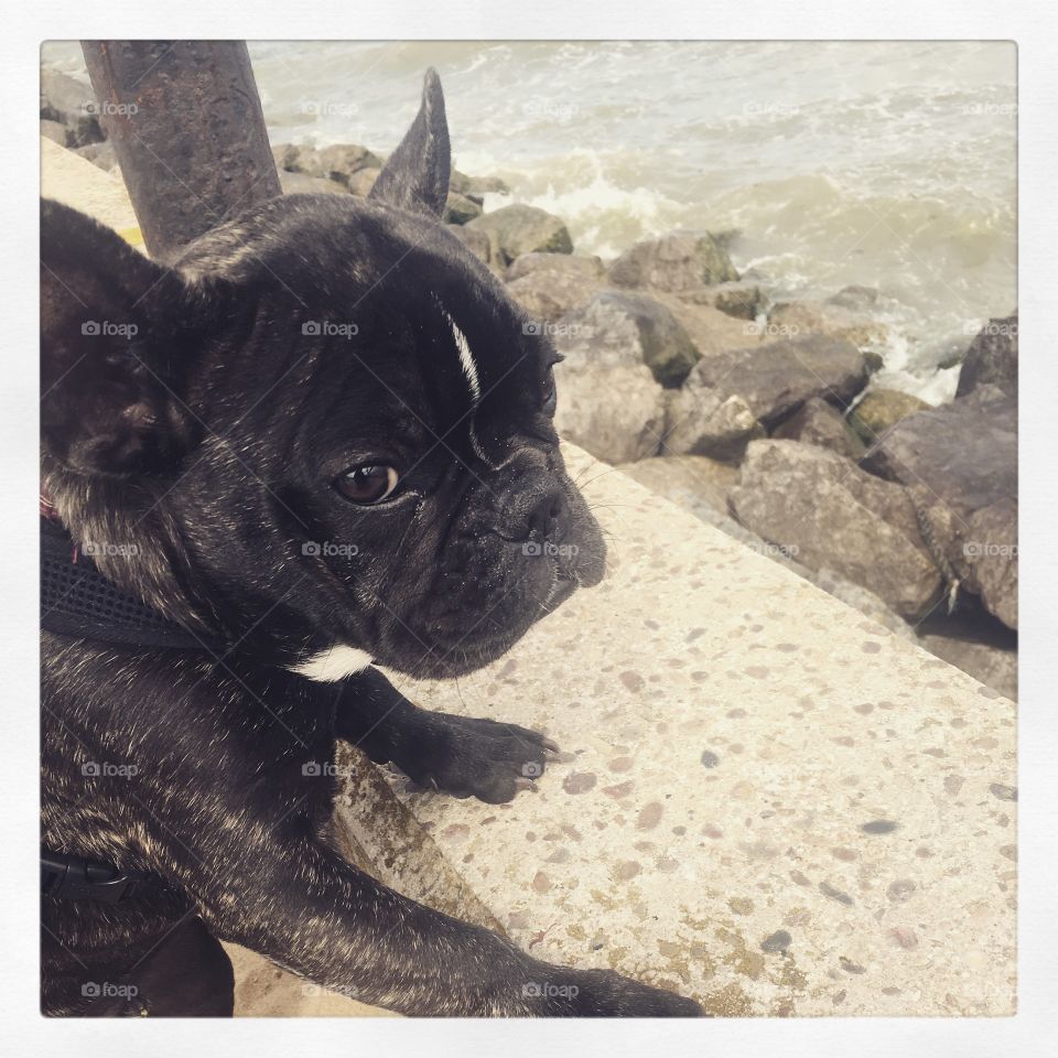 Frenchie at the seaside