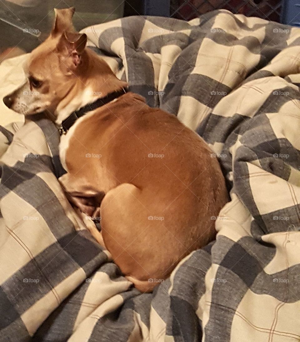 My sweet old man, Jessie the chihuahua laying on a nest of my comforter.