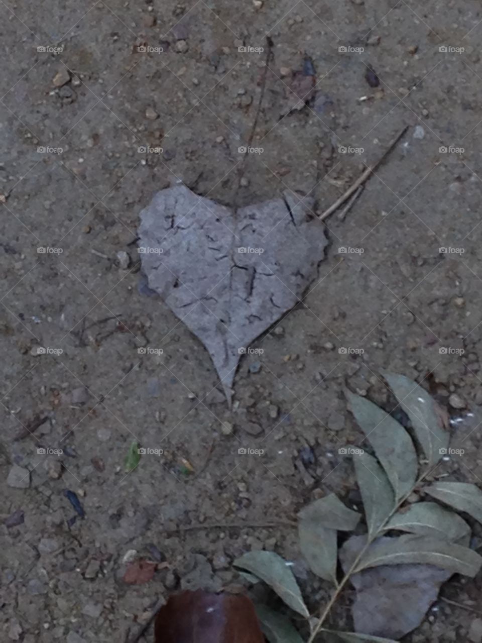 Heart leaf on path 
