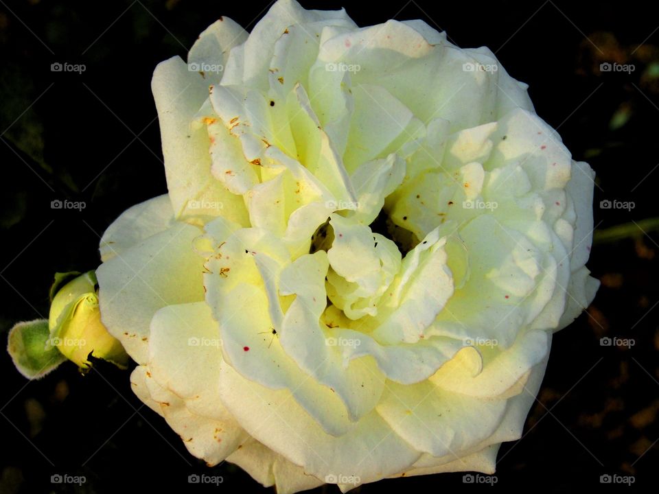 Beautiful white and yellow rose with beautiful natural background