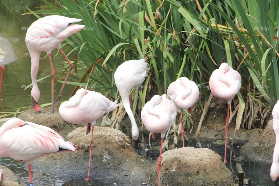 Flamingo, Bird, Nature, Wildlife, Zoo