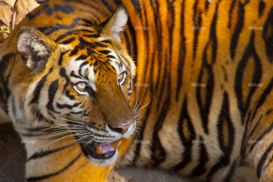 THE BENGAL TIGER IN PATTAYA THAILAND