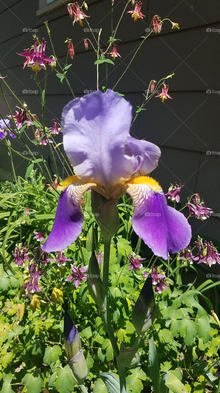 Iris