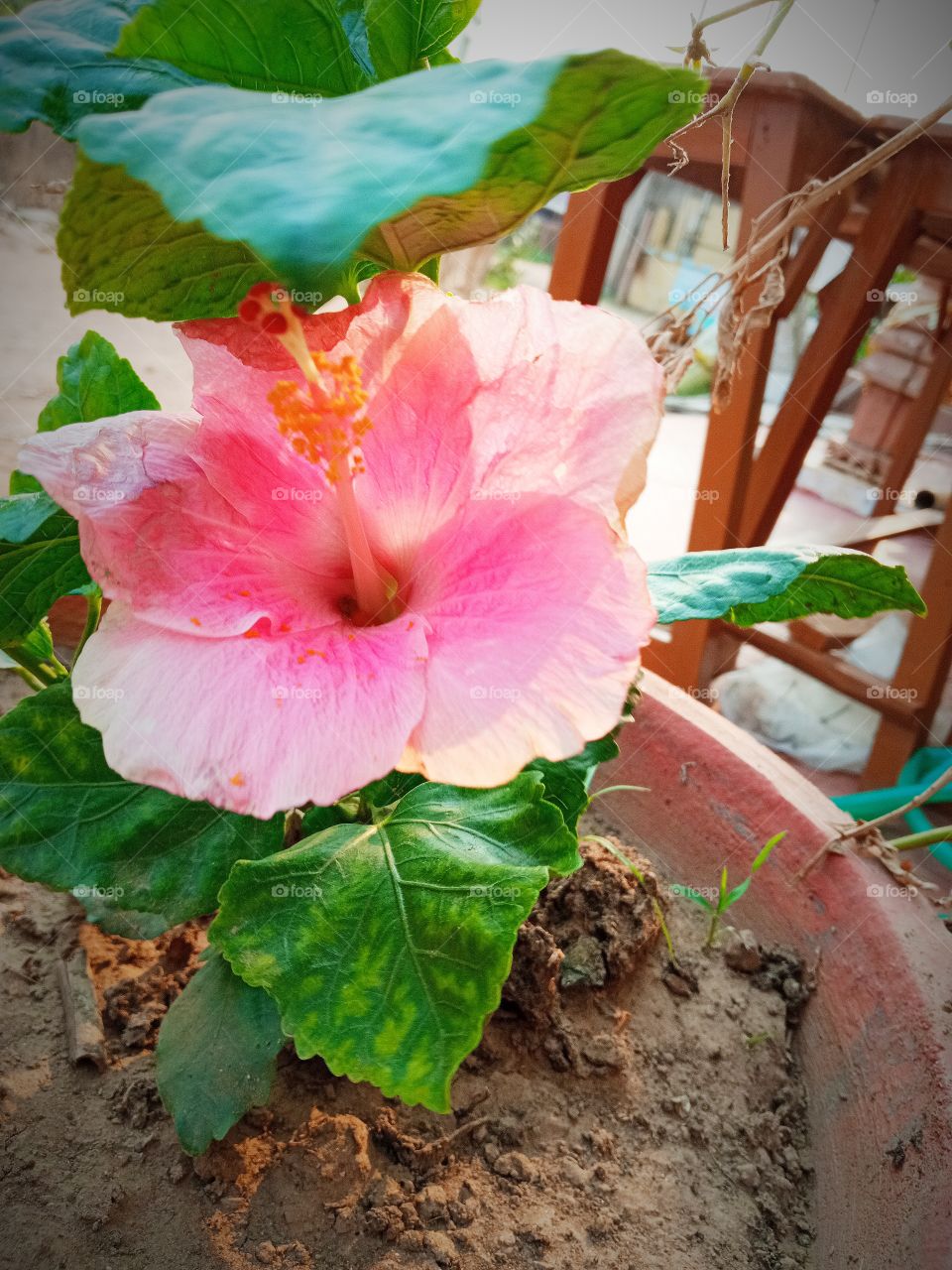 beautiful hibiscus🌺 flowers🌸🌺🌻🌹🌷🌼💐