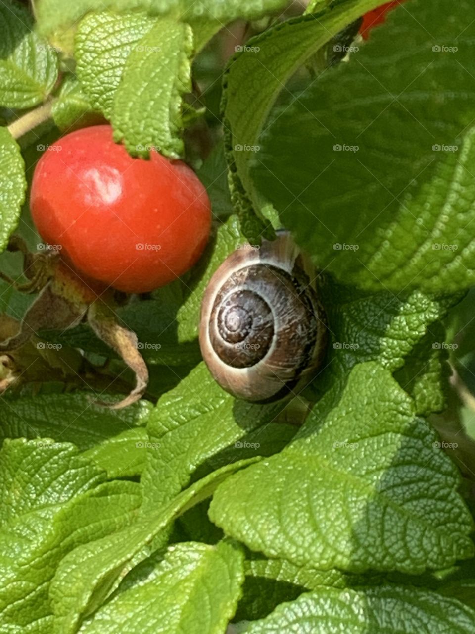 snail on rosehip shrubs
