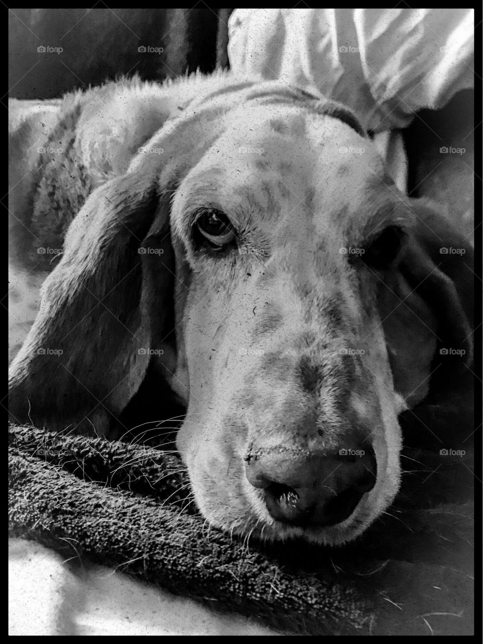 William the Bassethound 