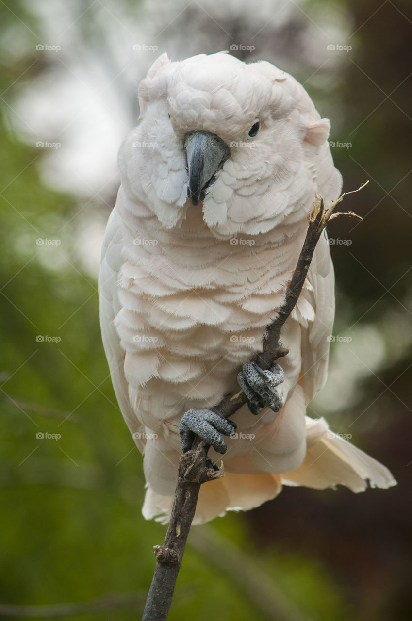 Puffed up parrot 