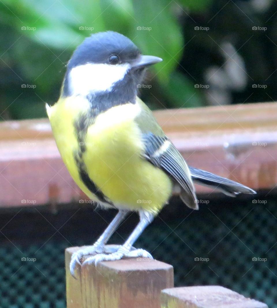 colourful black tit 