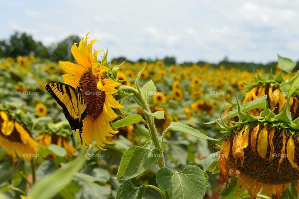 Sunflower fields // South Carolina