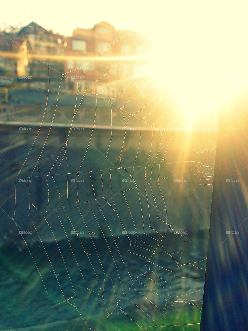 Spider web sunset