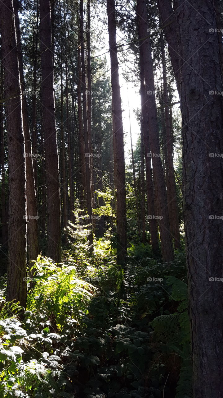 light in trees