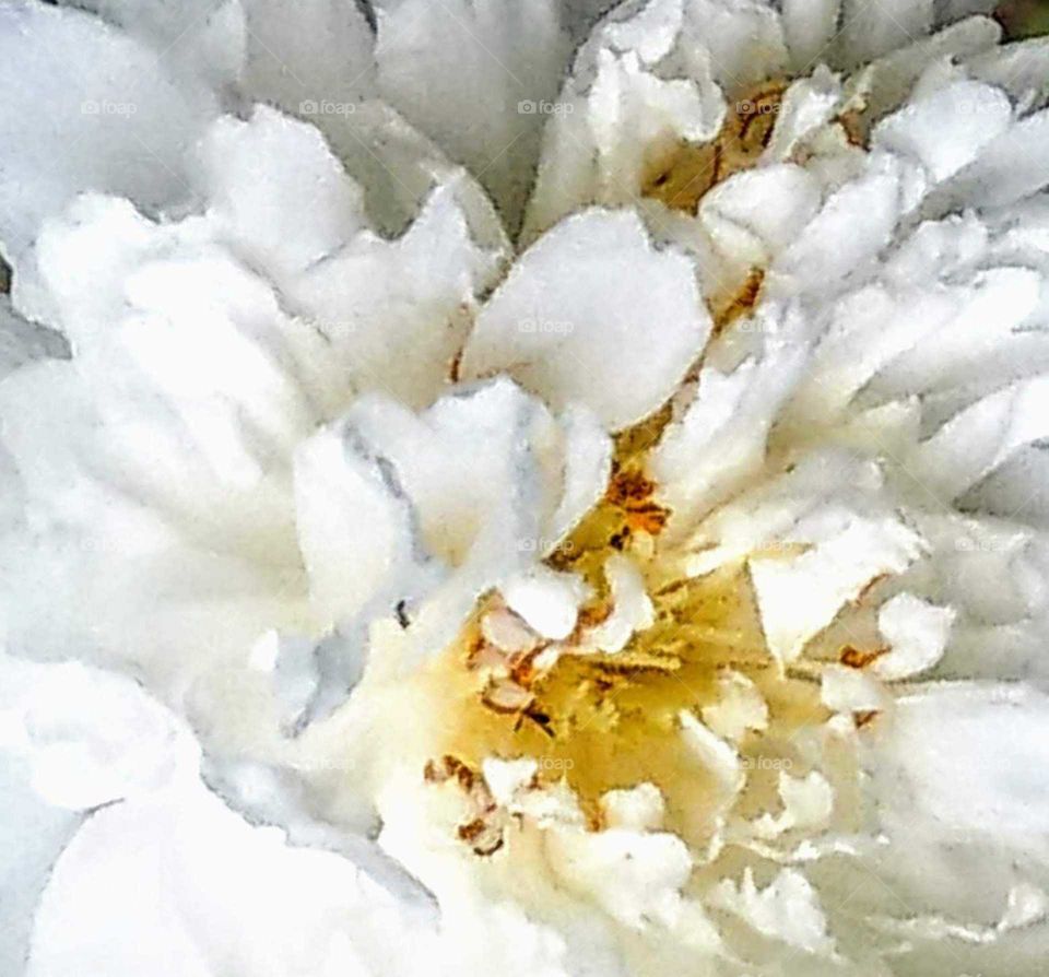 Best of the best: pure white Camellia, its blooming flower has cloud-like petals.