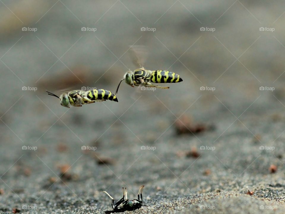 Racing Wasps